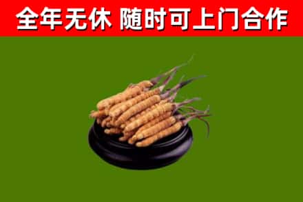 安源烟酒回收冬虫夏草.jpg
