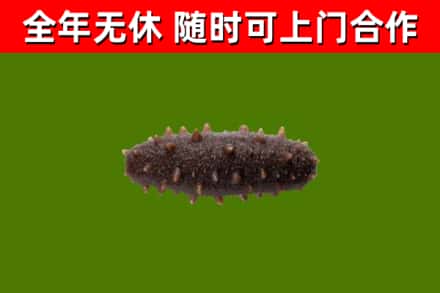 安源回收海参干